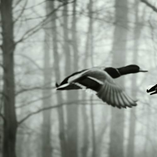 Photo #13126527