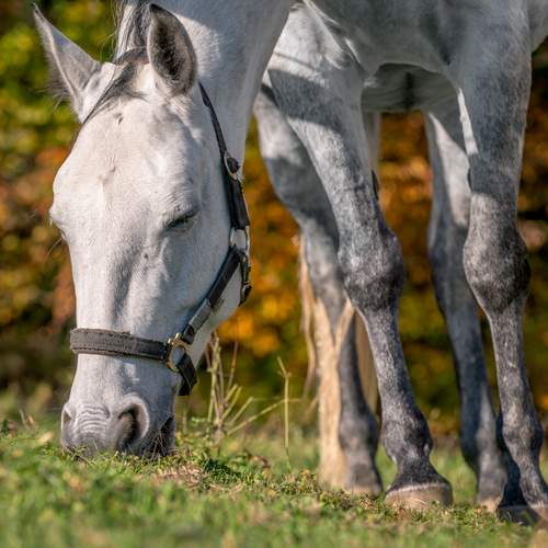 Photo #13126561