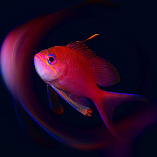 Photo #13126568