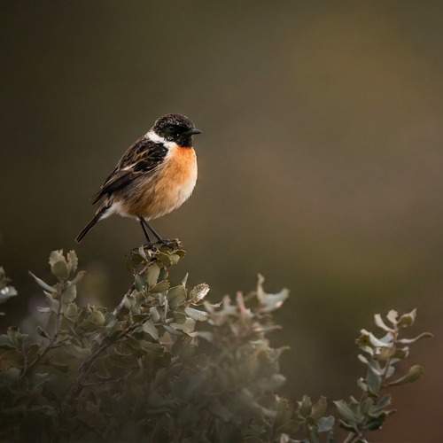 Photo #13127493