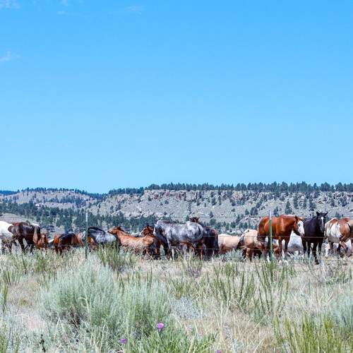 Photo #13127745