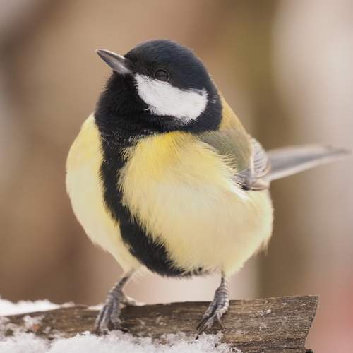 Фотография #13127856