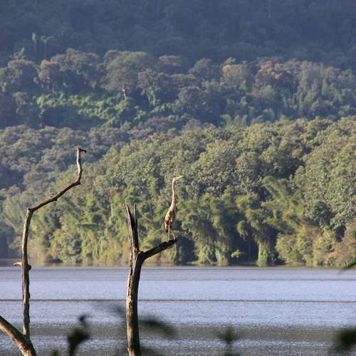 Heron perched on a weathered tree