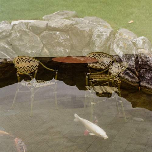 Карпы на обеде