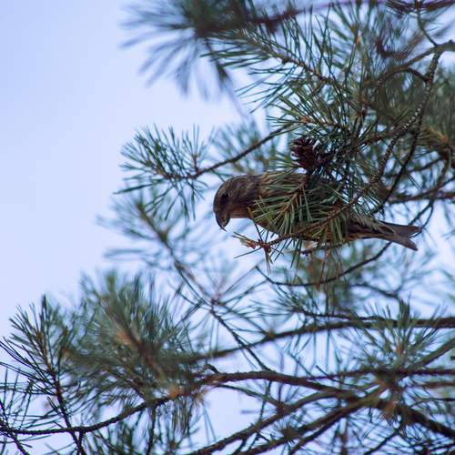 Прятки клёста