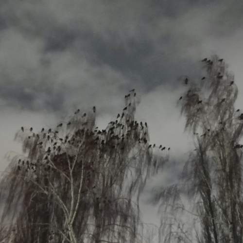 Photo #13128107