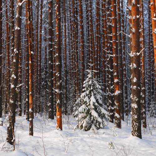 Фотография #13128166