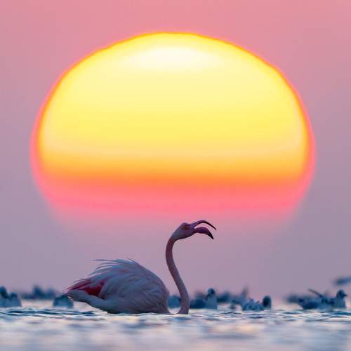 Photo #13128323