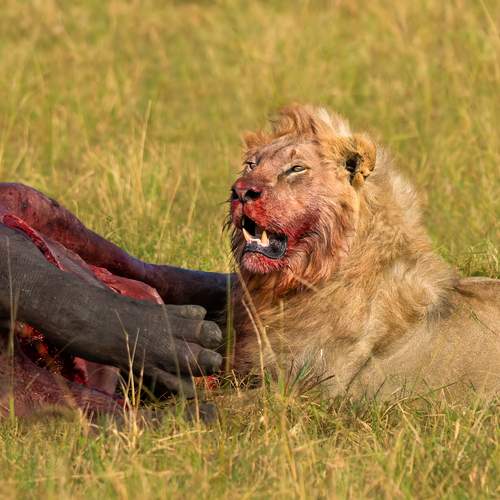 Убивая мы выживаем...