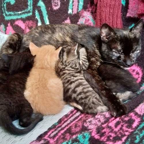Photo #13128982