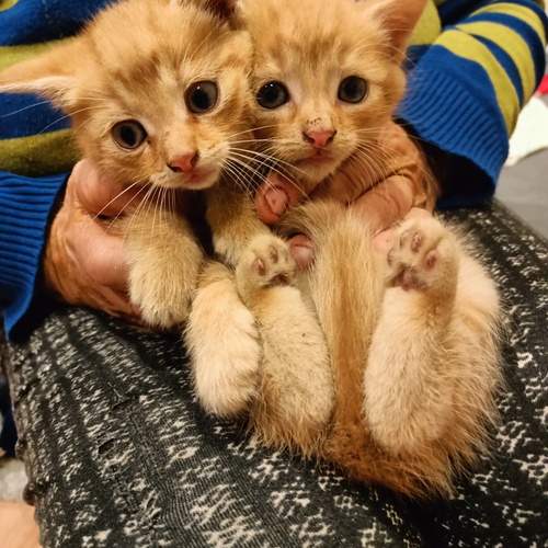Photo #13128983
