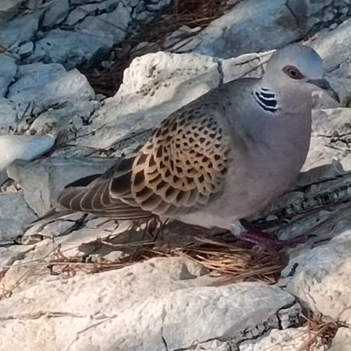 Photo #13129056