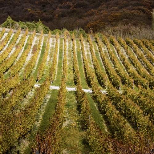 Photo #13129128