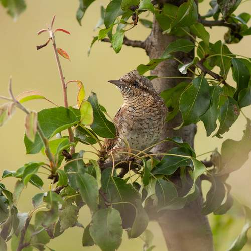 Photo #13129282