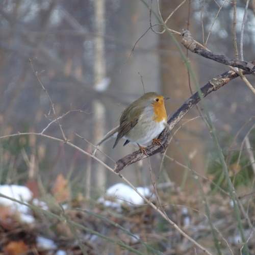 Photo #13129329