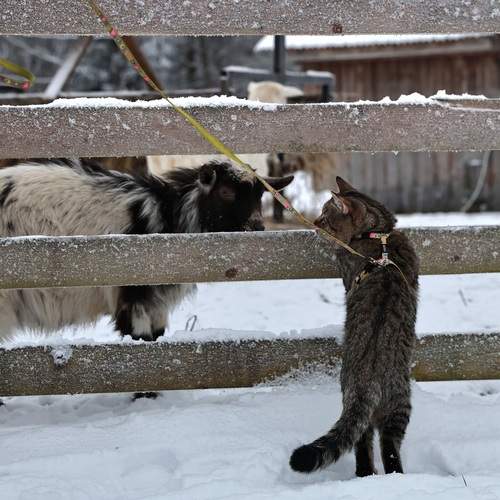 Photo #13130075