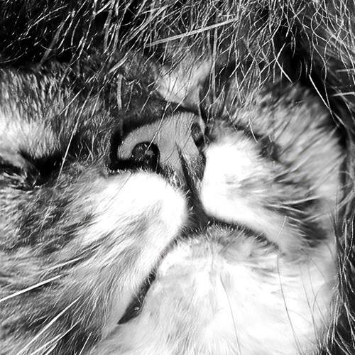 Photo #13130479