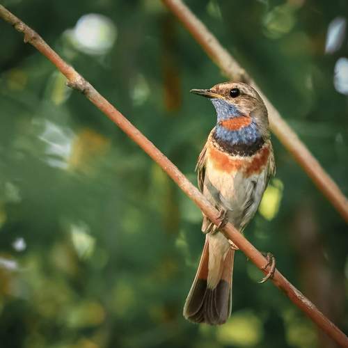 Фотография #13130585