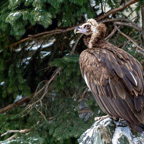 Фотография #13130612