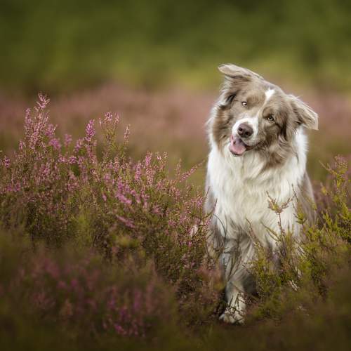 Photo #13130785
