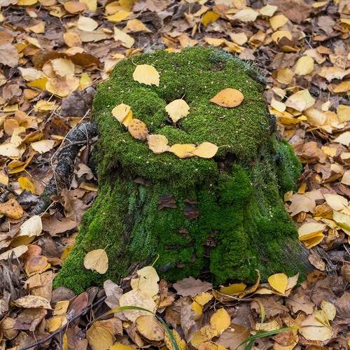 Photo #13131014