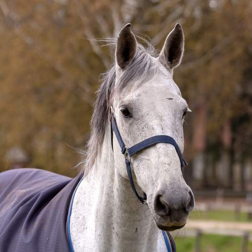 Photo #13132021