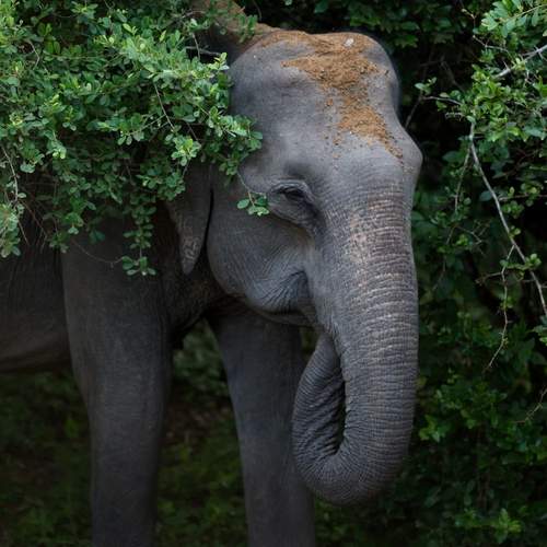Teenage Tusker