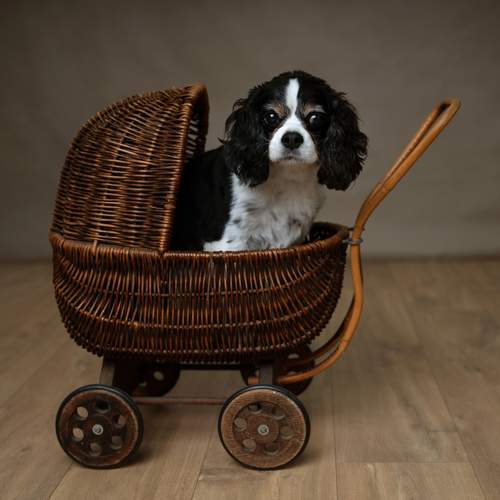 Фотография #13132898