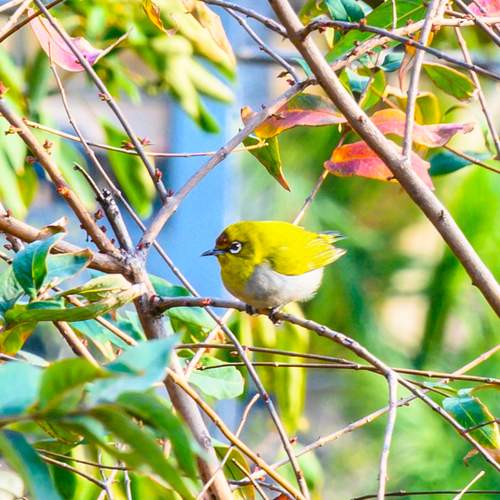 Photo #13132939