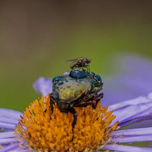 Photo #13133061