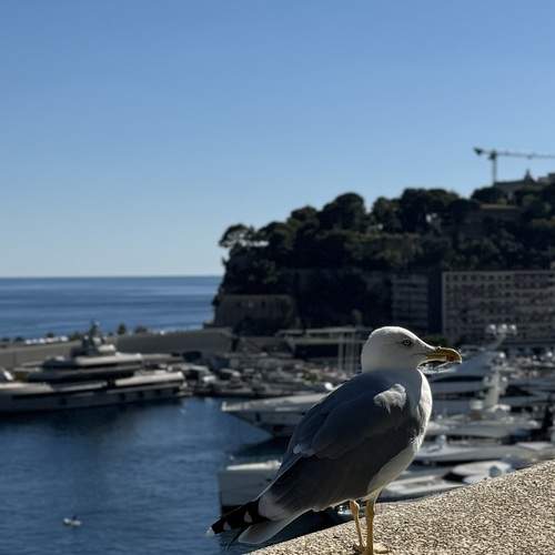 Photo #13133245