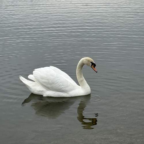 Фотография #13133380