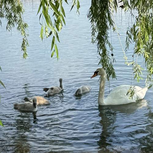 Фотография #13133435