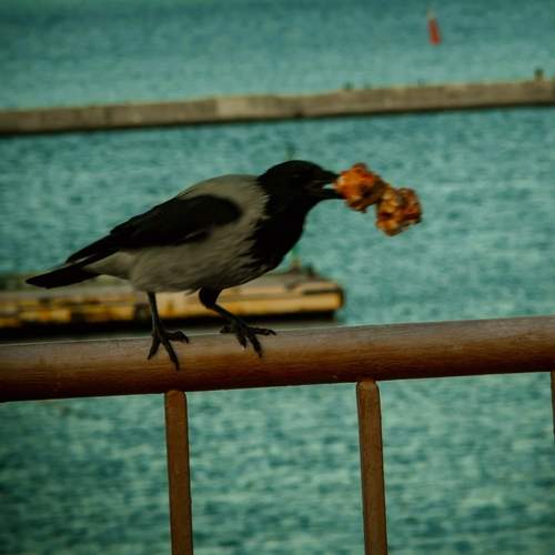 Photo #13133707
