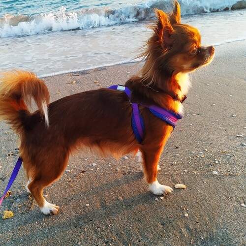 Photo #13134085