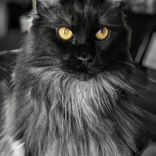 Photo #13134103