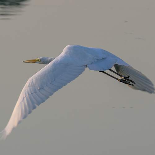 Фотография #13134344