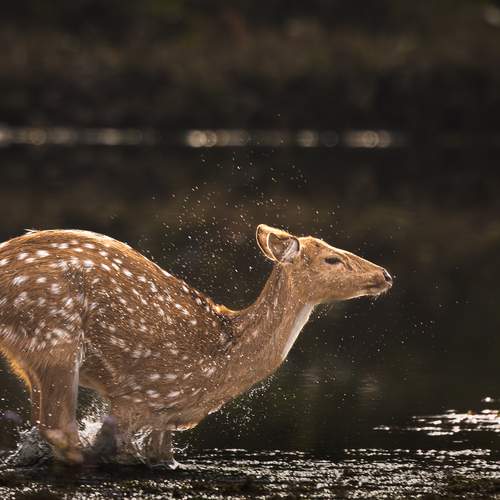 Photo #13134532