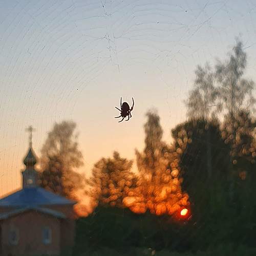 Photo #13134592