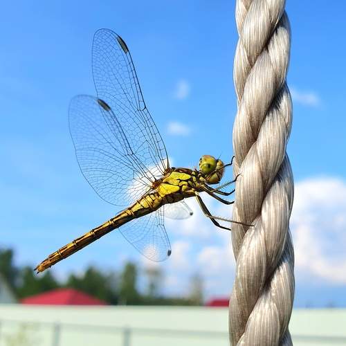 Photo #13134626