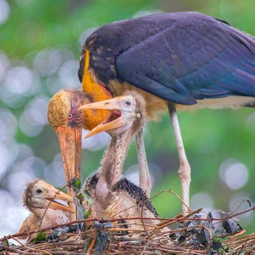 Mother\'s Care
