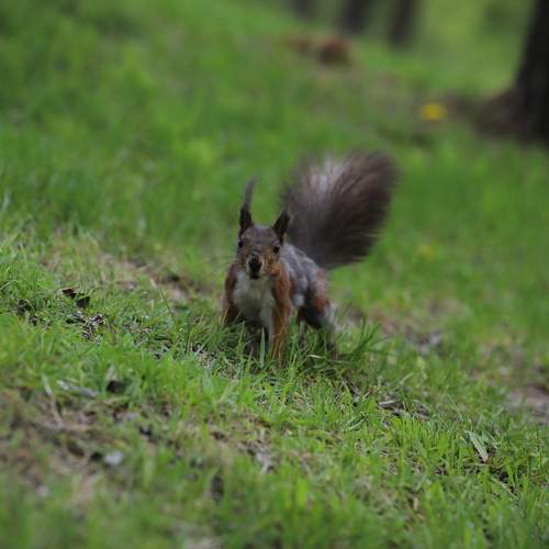 Photo #13135118