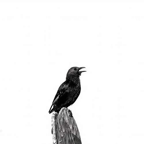 Photo #13135205
