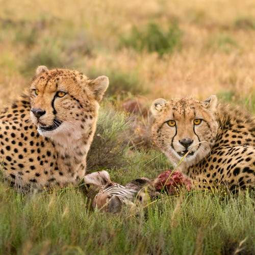 Гепарды на охоте