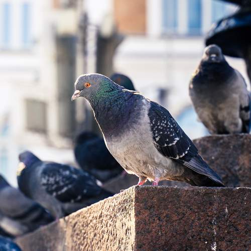 Photo #13136014