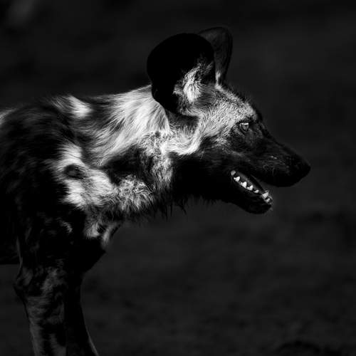 African Wild Dog