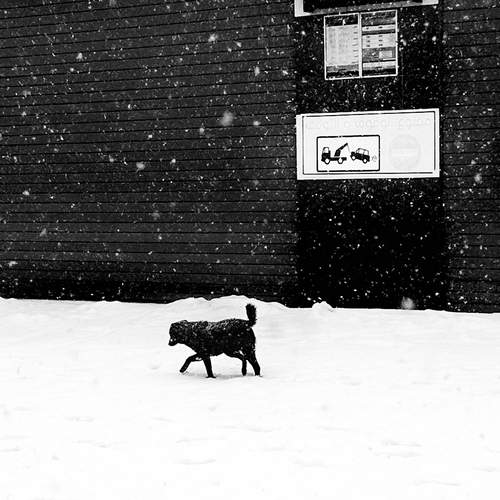 Photo #13136287