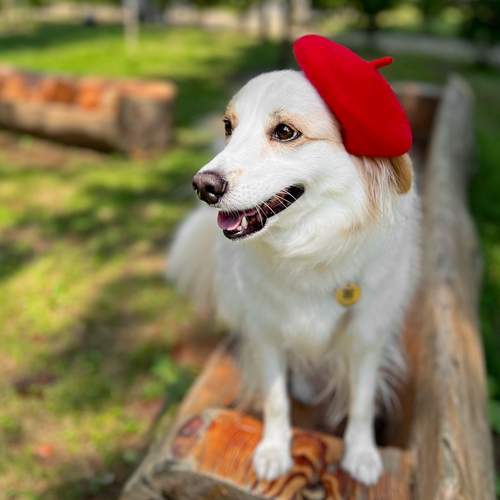 Photo #13136322