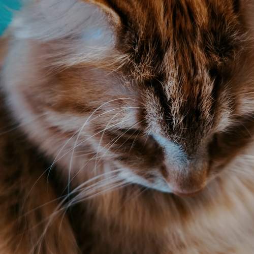 Photo #13137199