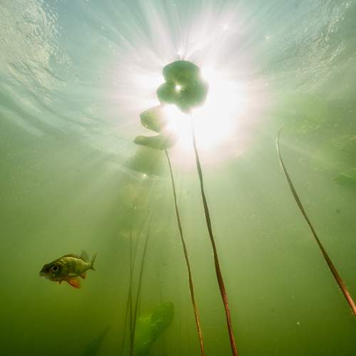 Photo #13137352